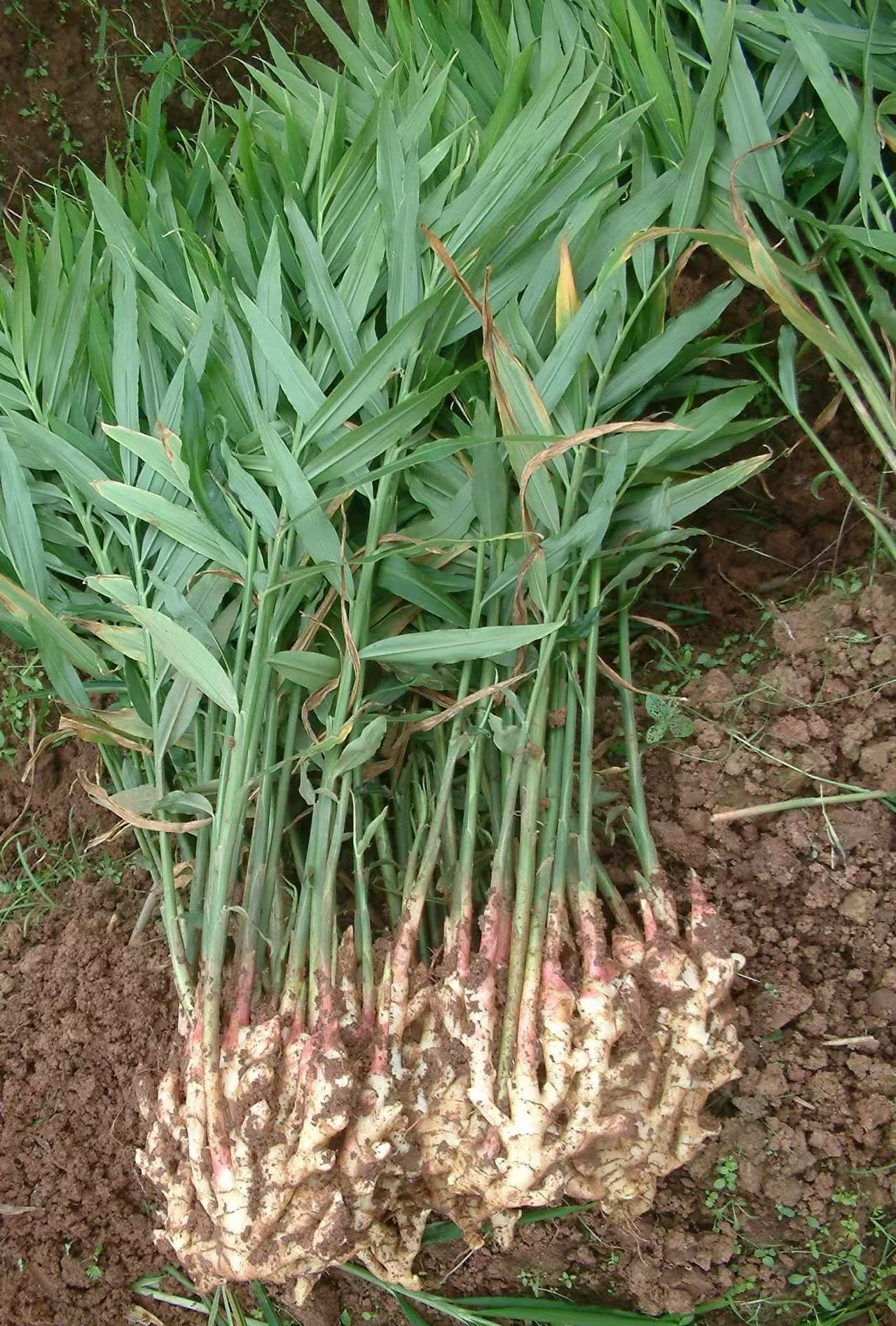 生姜的冷庫儲存，是一個技術(shù)很強的領域。做好以下幾點，不僅能保證生姜的品質(zhì)，還能大大降低損耗，提升經(jīng)濟效益。