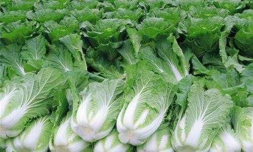 大白菜冷庫儲藏保鮮適宜溫度是多少度？保鮮期能達(dá)多長時間？